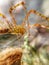 Spider body macro from side walking on plant with green body and black spots on legs