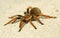 Spider ( Brachypelma boehmei )