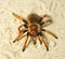 Spider ( Brachypelma boehmei )