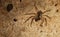 Spider camouflaged on a woody surface