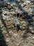 a spider carrying eggs in the rice field