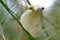 spider caught prey - white butterfly