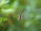 SPIDER AT CENTRE OF WEB