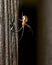 Spider climbing down wooden wall