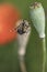 Spider climbs the poppy`s head