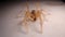 Spider. Close Up camel spider isolated on white background.  also known as windscorpion, Solifugae or sun spider.  wind scorpion,