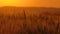 Spider and cobweb on ears of wheat at sunset
