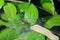 Spider cobweb on leaf