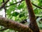 Spider cobweb with water droplets on a branch of tree in a forest