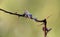 Spider cocoon on a rose branch