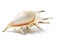 Spider Conch Seashell