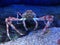 spider crab king
