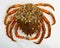 Spider crab on white surface