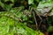 Spider Crawling on Green Leaf