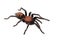 Spider Cyclosternum Davus Fasciatum