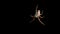 Spider descending on cobweb isolated on black background, empty space for text