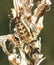 Spider and devouring trapped prey over a flower vertical