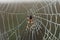 Spider on dew-covered web in Everglades national Park.