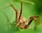 Spider Dolomedes