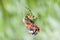 Spider eating butterfly