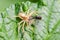 Spider eats insects