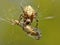 A spider eats its prey entangled in a web. Grasshopper entangled in the networks of a predatory insect. Hunt for food