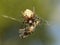 A spider eats its prey entangled in a web. Grasshopper entangled in the networks of a predatory insect. Hunt for food. Poisonous