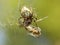 A spider eats its prey entangled in a web. Grasshopper entangled in the networks of a predatory insect. Hunt for food. Poisonous