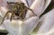 Spider on Echeveria elegans Rose extreme close up