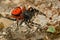 Spider Eresus moravicus - male