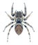 Spider Evarcha arcuata