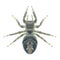 Spider Evarcha arcuata (female)