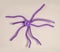 Spider figure made of modelling balloon on color background
