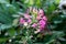 Spider flower or Cleome hassleriana annual flowering plant with closed pink flowers and stamens starting to wither on dark green l