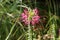 Spider flower or Cleome hassleriana annual flowering plant with pink flowers on dark green leaves background