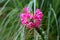 Spider flower or Cleome hassleriana flowering plant with fully open dark pink flowers on dark green long leaves background