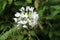 Spider flower or Cleome hassleriana flowering plant with fully open white flowers on dark green leaves background