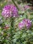 Spider flower or cleome spinosa flower