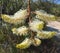 Spider Flower Closeup: Western Australia