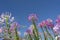 Spider flowers against the blue sky.