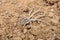 Spider found in dense forests of Rajasthan