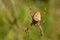 The spider genus Araneus