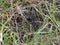 Spider Geolycosa vultuosa, flat landscape, Hungary