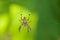 Spider on a green background.