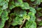 Spider on green geranium leaves protecting its white eggs in a web