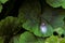 Spider on green geranium leaves protecting its white eggs in a web