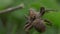 Spider and green leaves