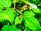 Spider on green leaves in a forest