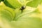 spider green leaves macro blur background