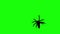 spider on green screen creepy crawling